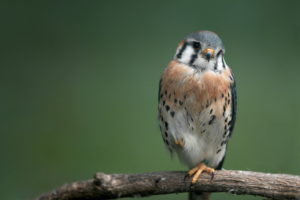 birds, Falcon