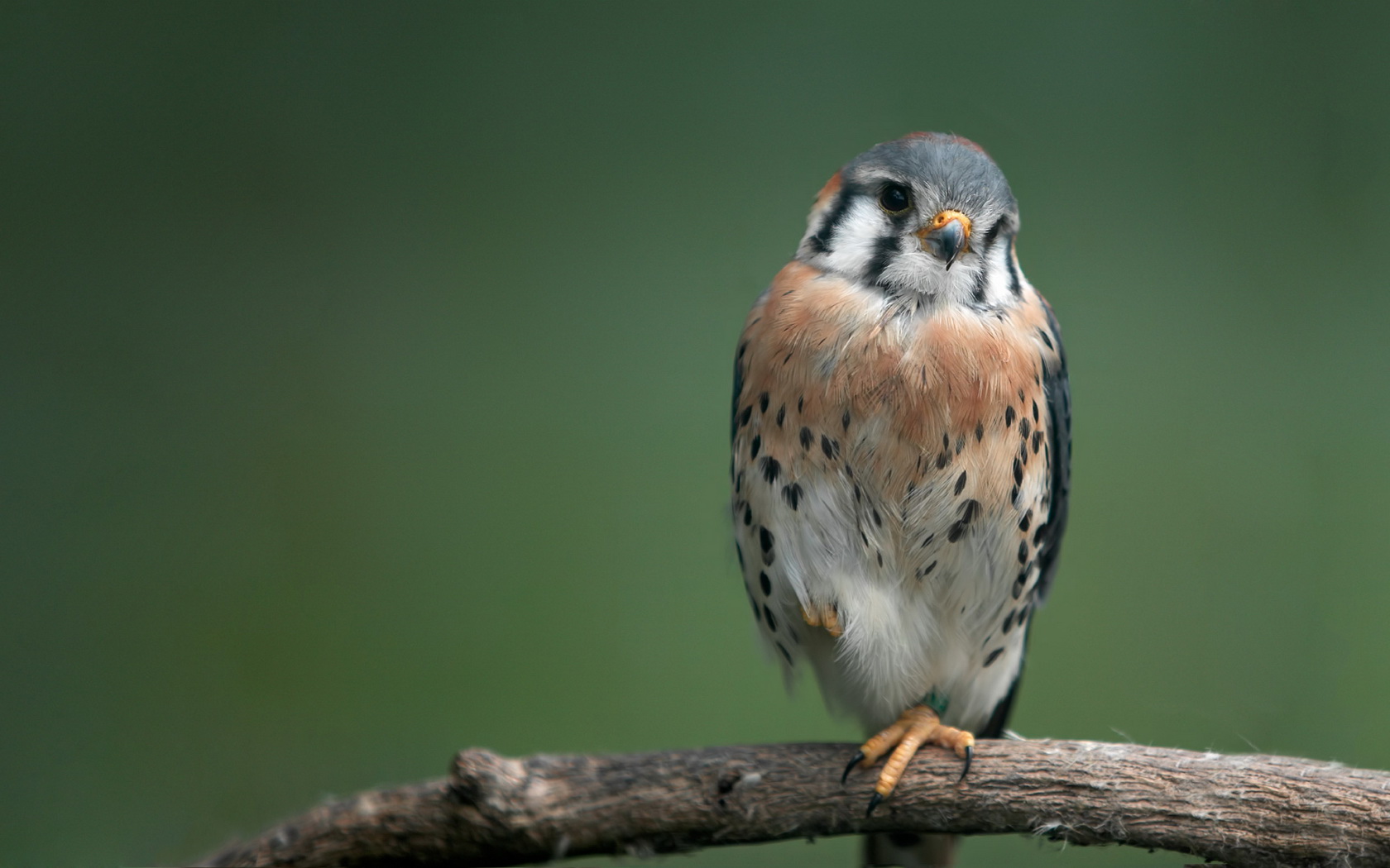 birds, Falcon Wallpaper