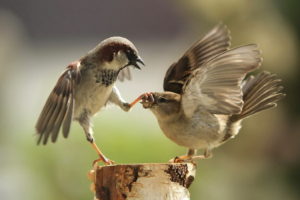 birds, Sparrows