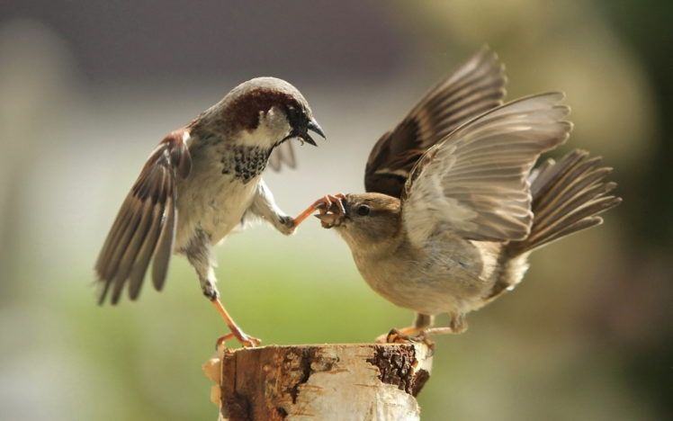 birds, Sparrows HD Wallpaper Desktop Background
