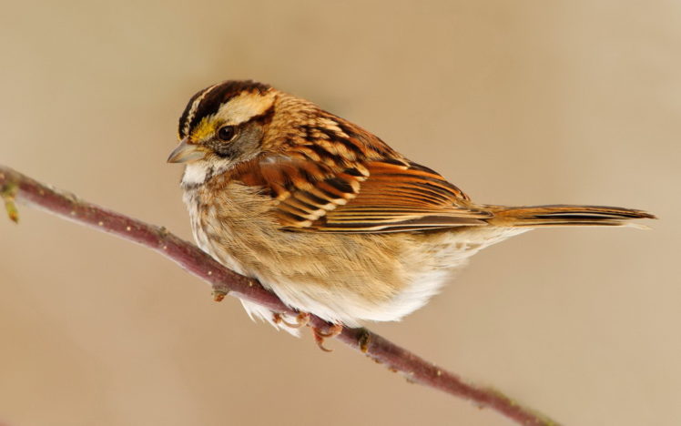 birds, Sparrow HD Wallpaper Desktop Background