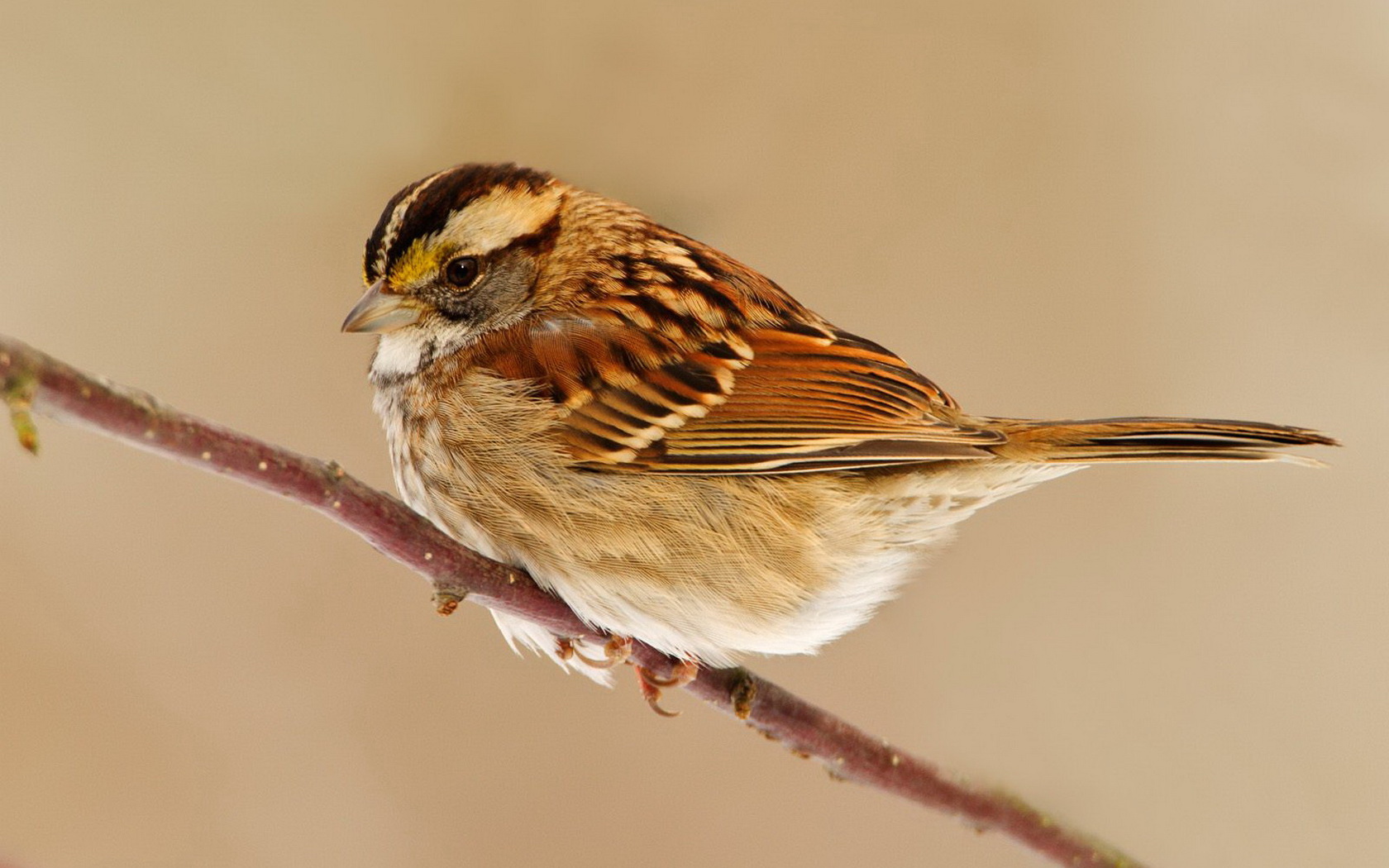 birds, Sparrow Wallpaper