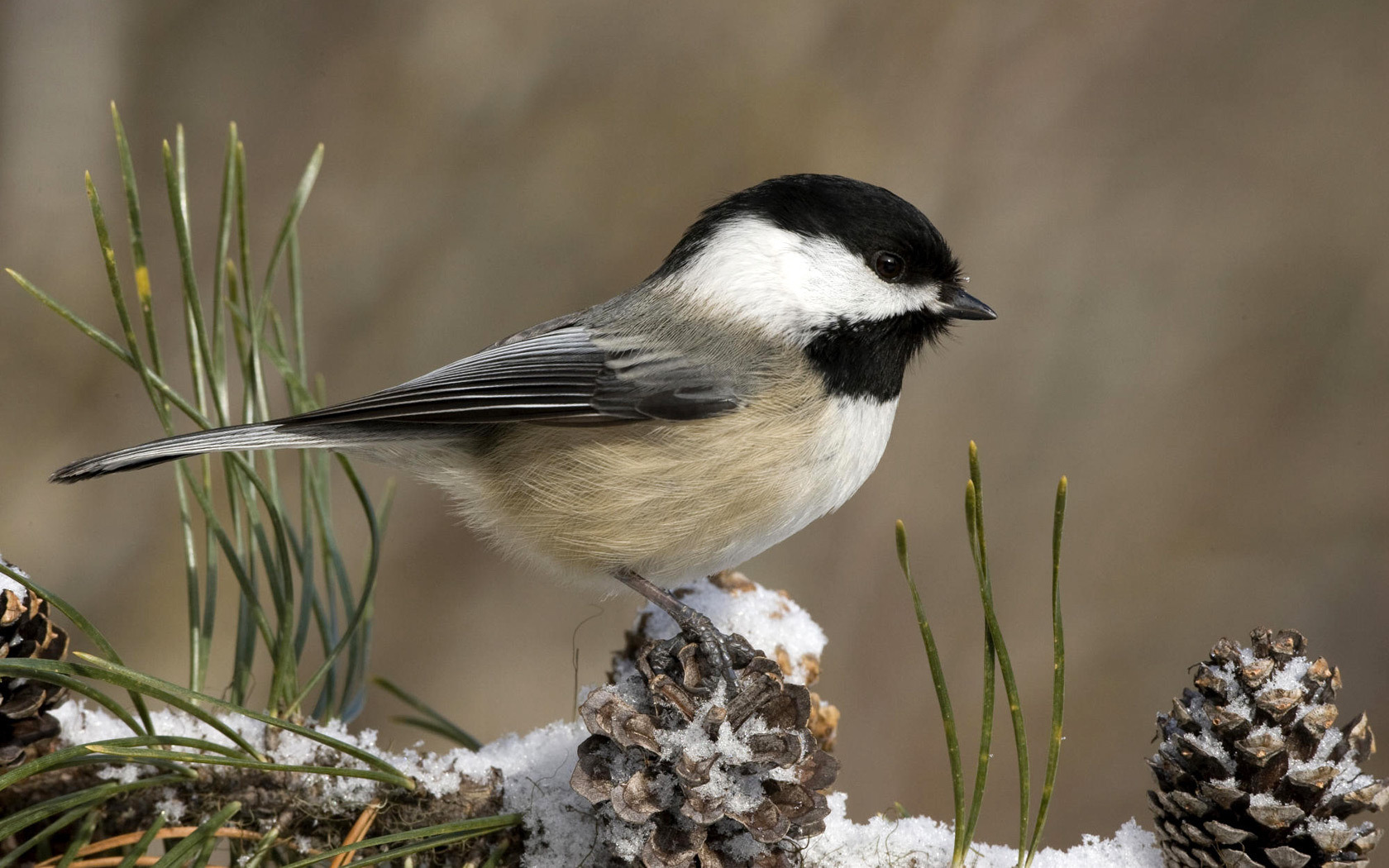 birds Wallpaper