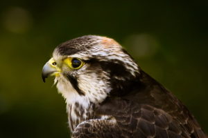 birds, Falcon