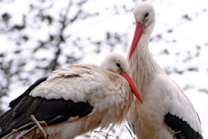 birds, Stork