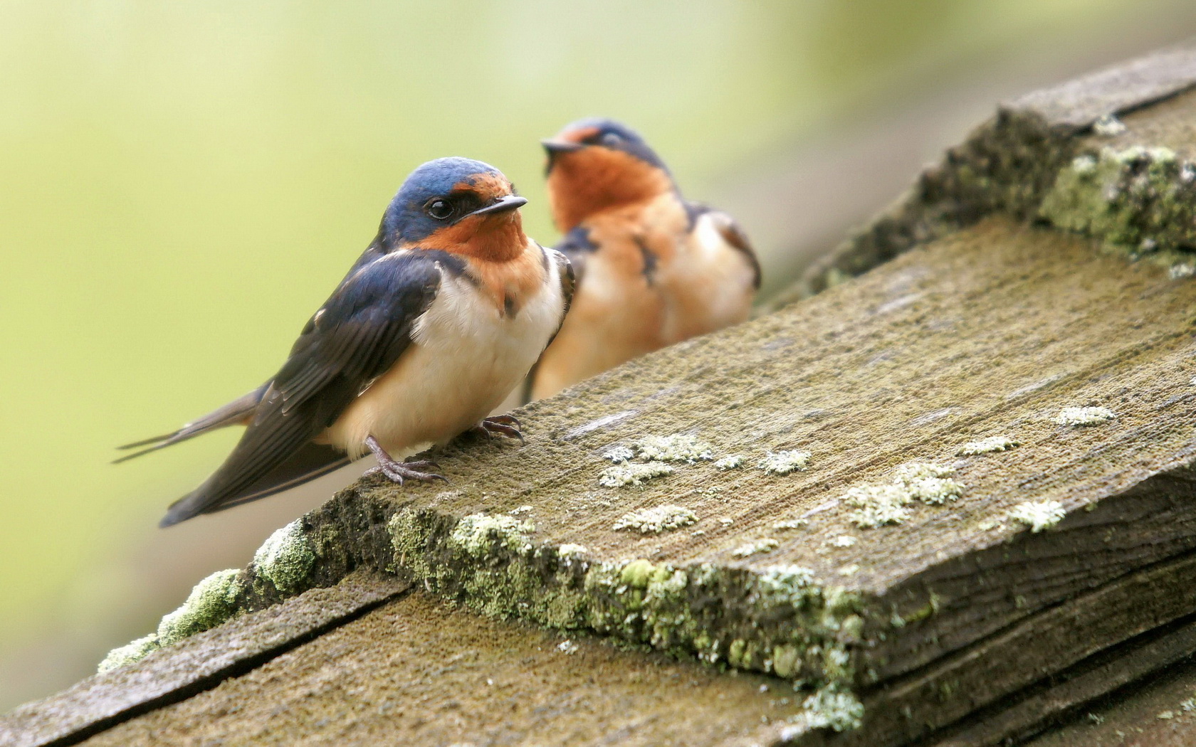 birds Wallpaper