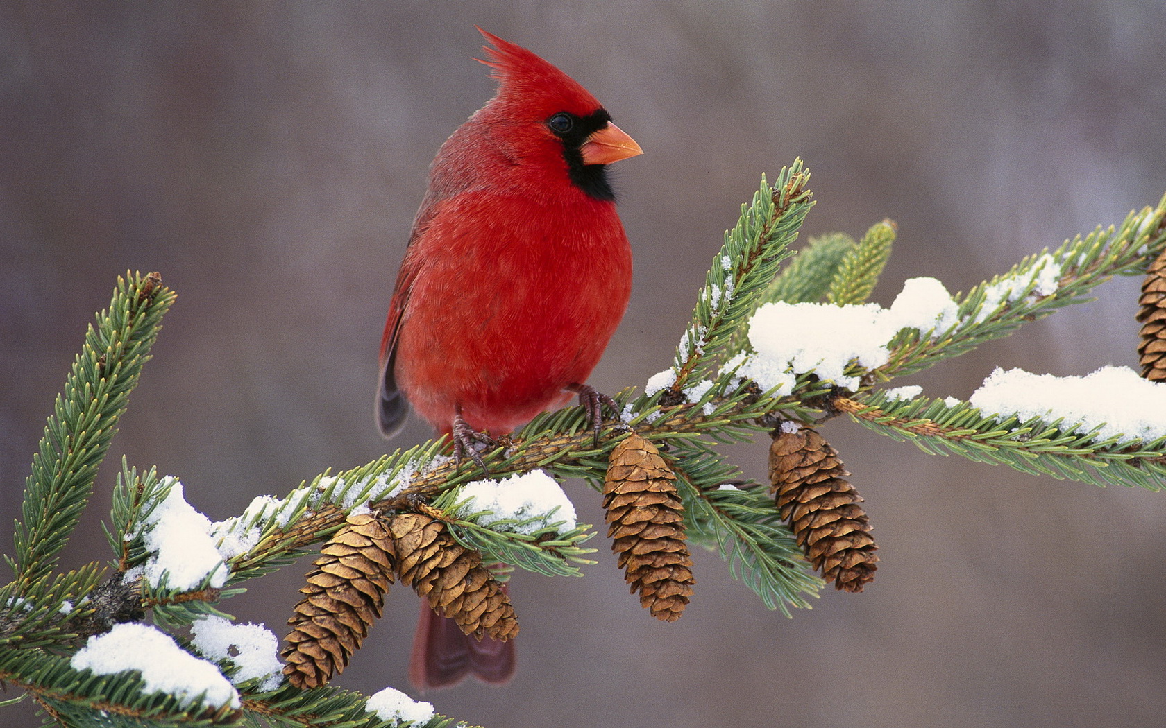 birds Wallpaper