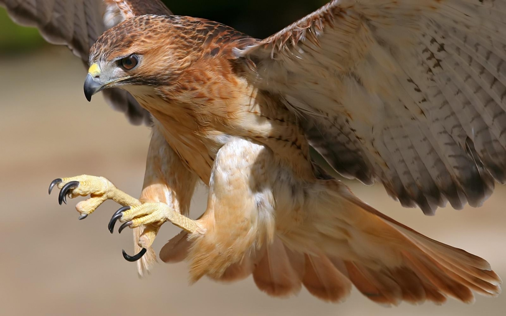 birds Wallpaper