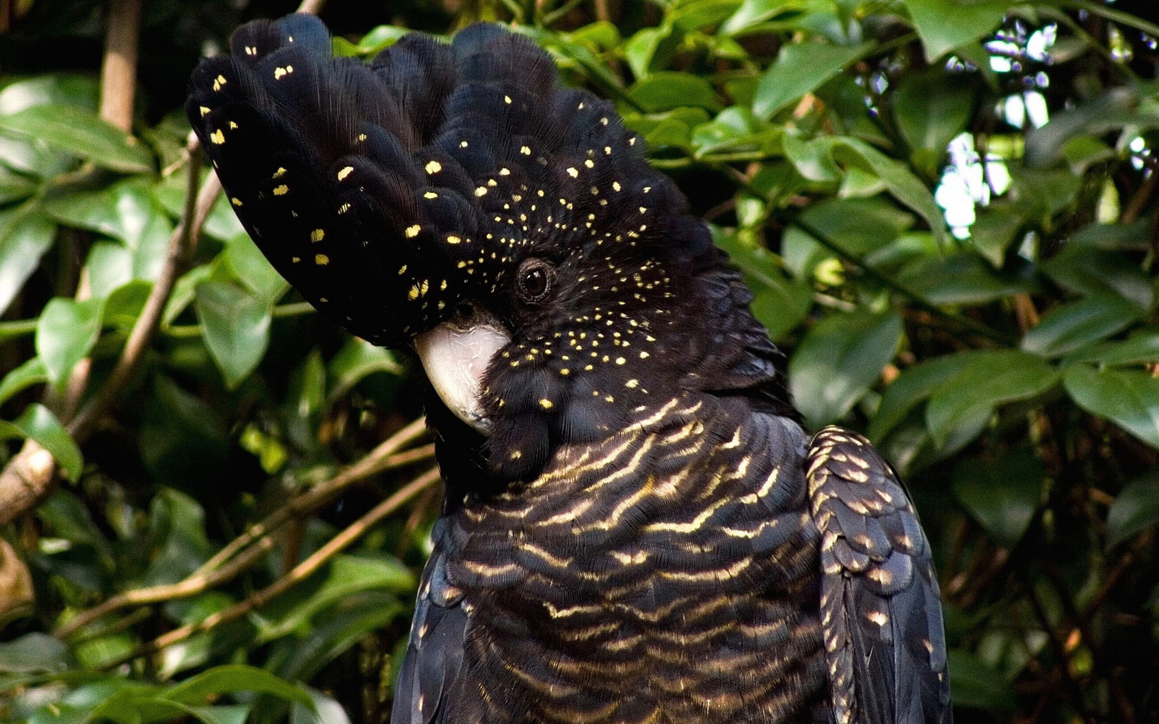 birds Wallpaper