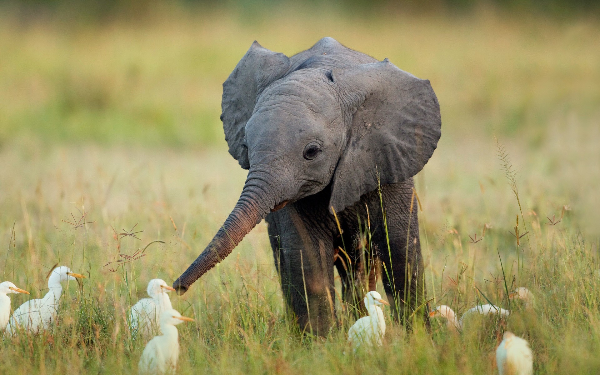 birds, Animals, Funny, Elephants, Africa, Baby, Elephant, Baby, Animals Wallpaper