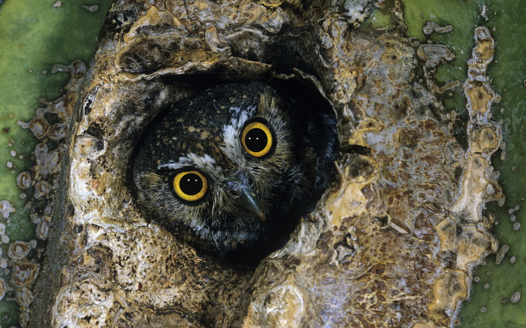 birds, Owl Wallpaper