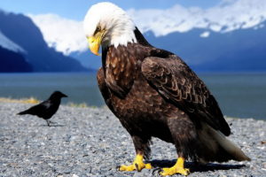 birds, Bald, Eagle