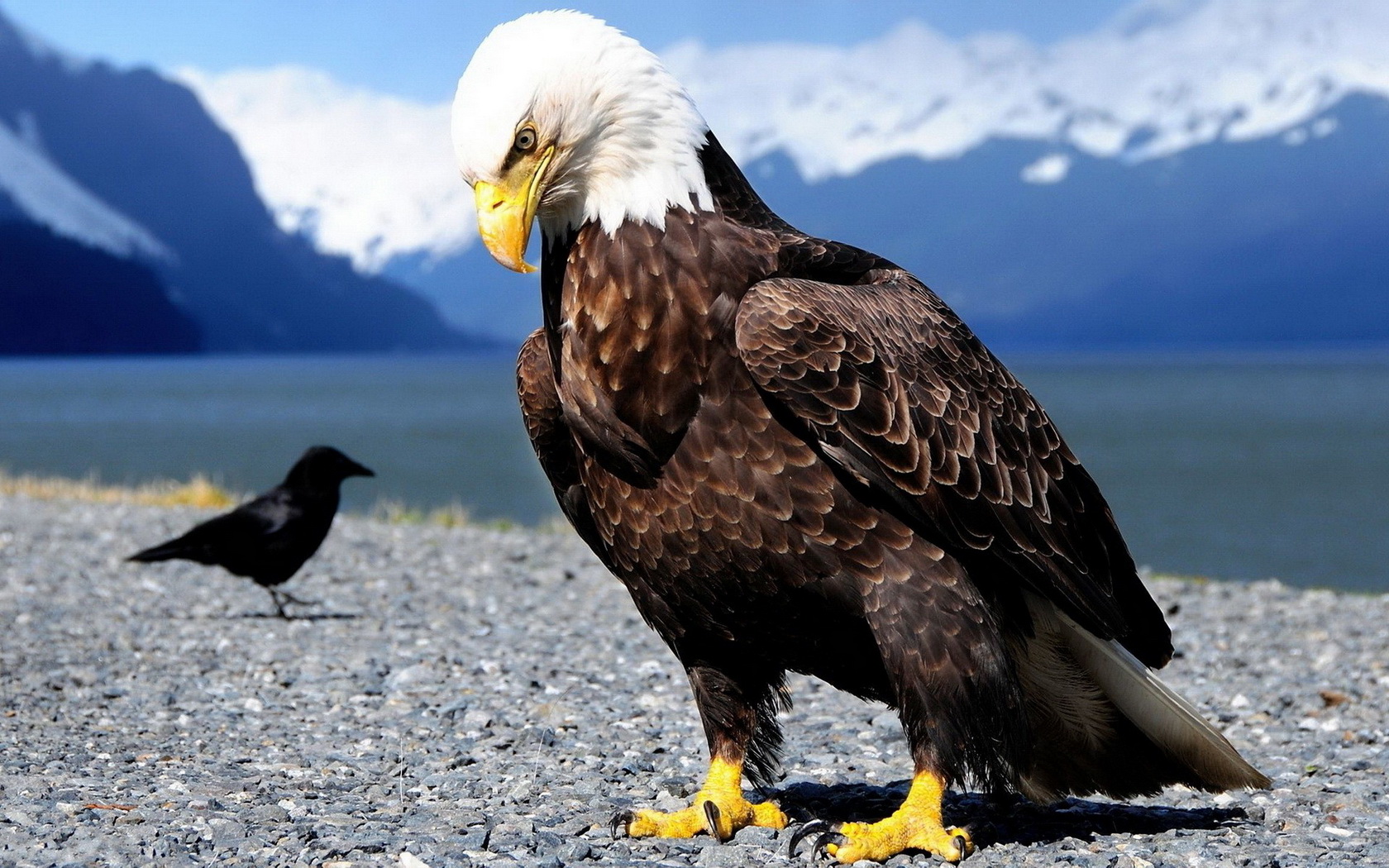 birds, Bald, Eagle Wallpaper