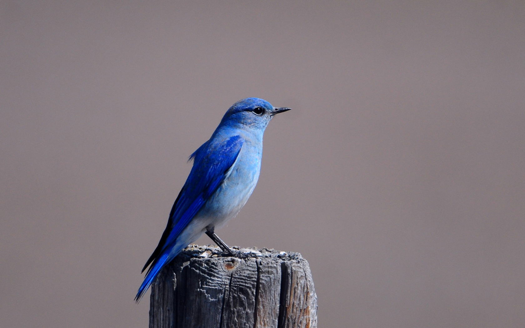 birds Wallpaper