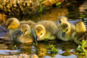 chiks, And, Water, Birds, Duckling