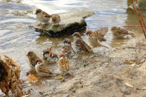 chiks, And, Water, Sparrows