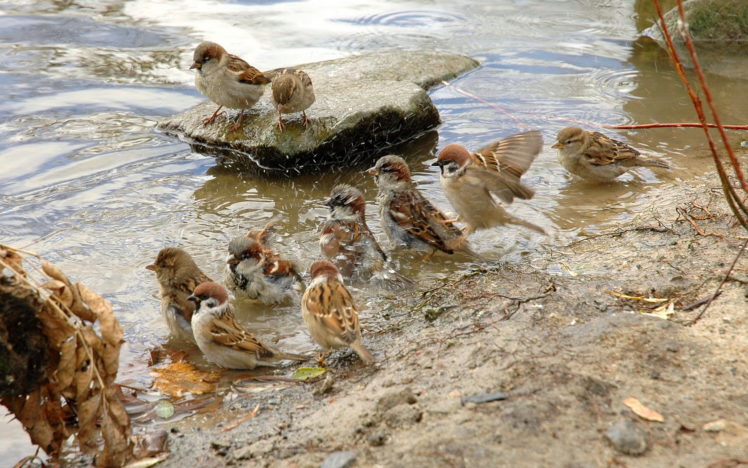 chiks, And, Water, Sparrows HD Wallpaper Desktop Background