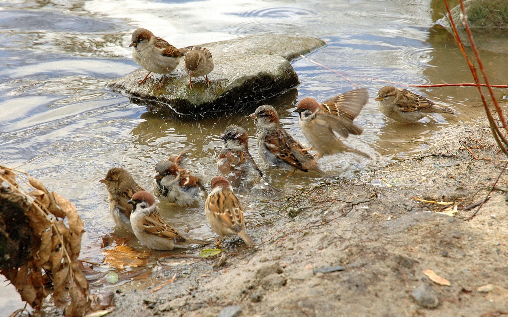 chiks, And, Water, Sparrows Wallpaper