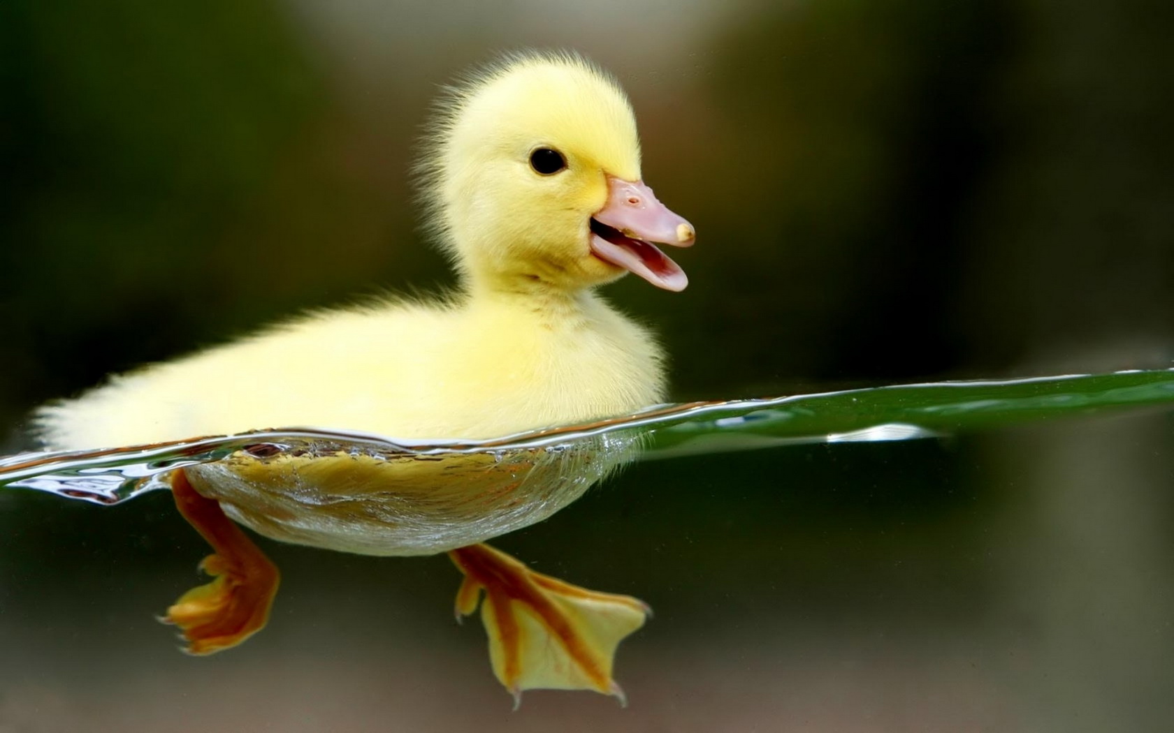 chiks, And, Water, Birds, Duckling Wallpaper