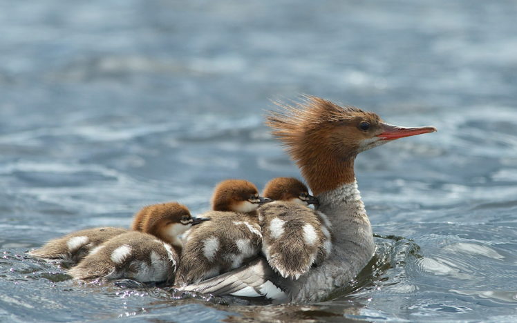 chiks, And, Water, Birds HD Wallpaper Desktop Background
