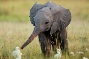baby, Elephant