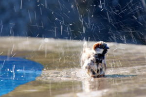 bird, Sparrow, Water, Splash