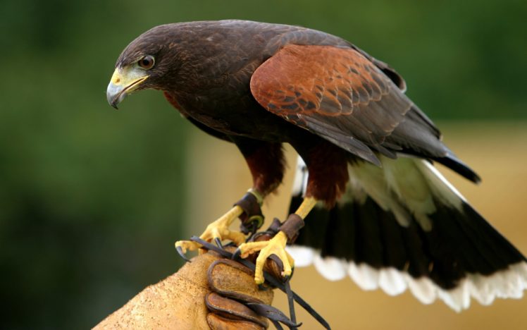 birds, Wildlife, Hawks HD Wallpaper Desktop Background