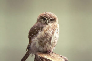 small, Owl