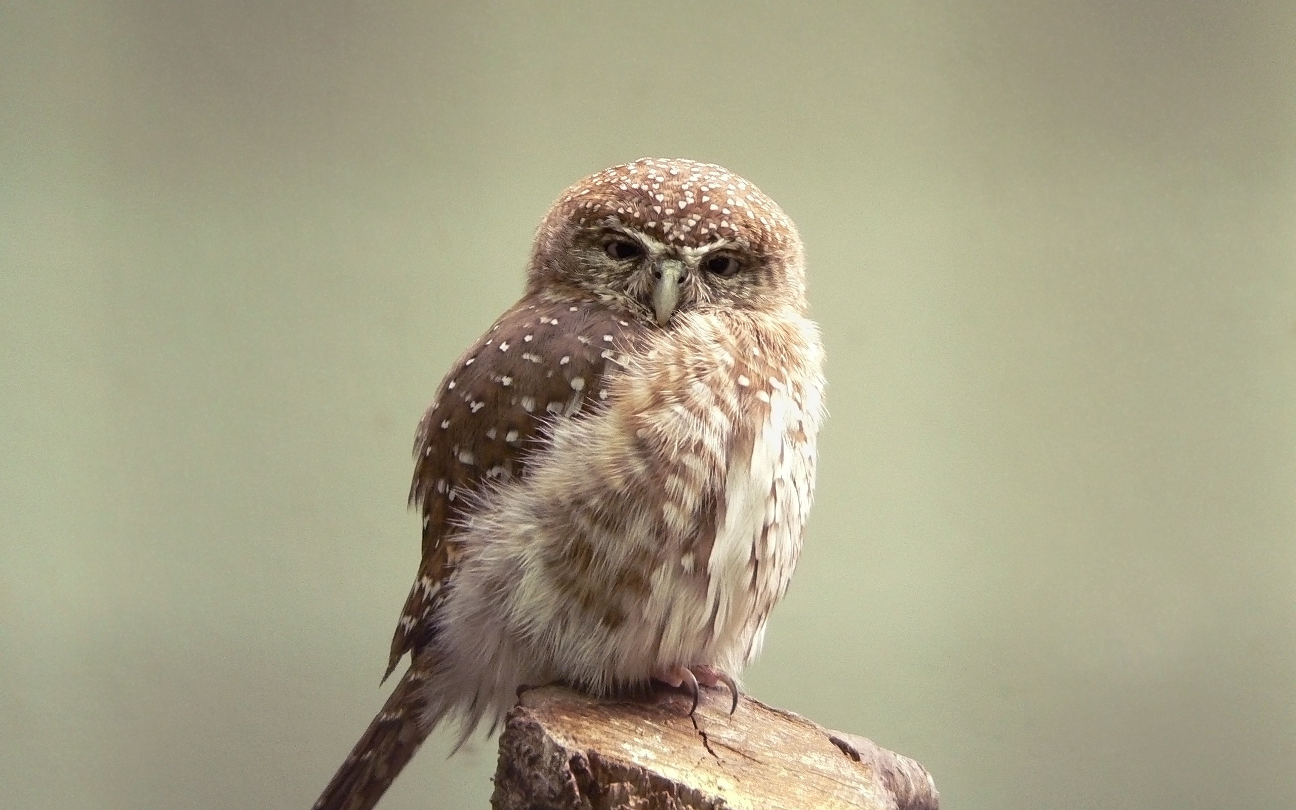 small, Owl Wallpaper