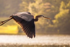 nature, Flying, Birds, Crane