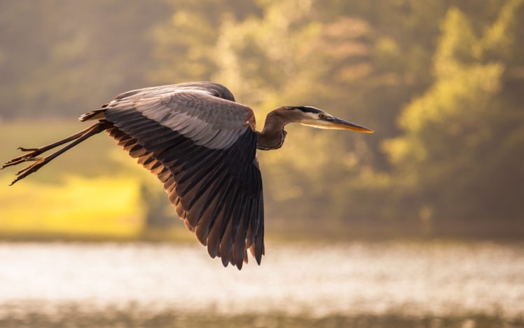 nature, Flying, Birds, Crane HD Wallpaper Desktop Background