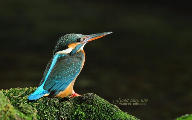 birds, Wildlife, Kingfisher HD Wallpaper Desktop Background