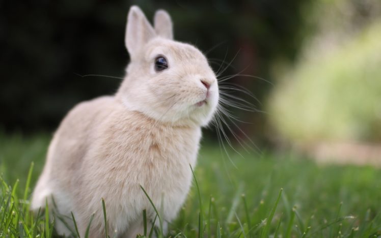 bunny, Rabbit, Cute HD Wallpaper Desktop Background