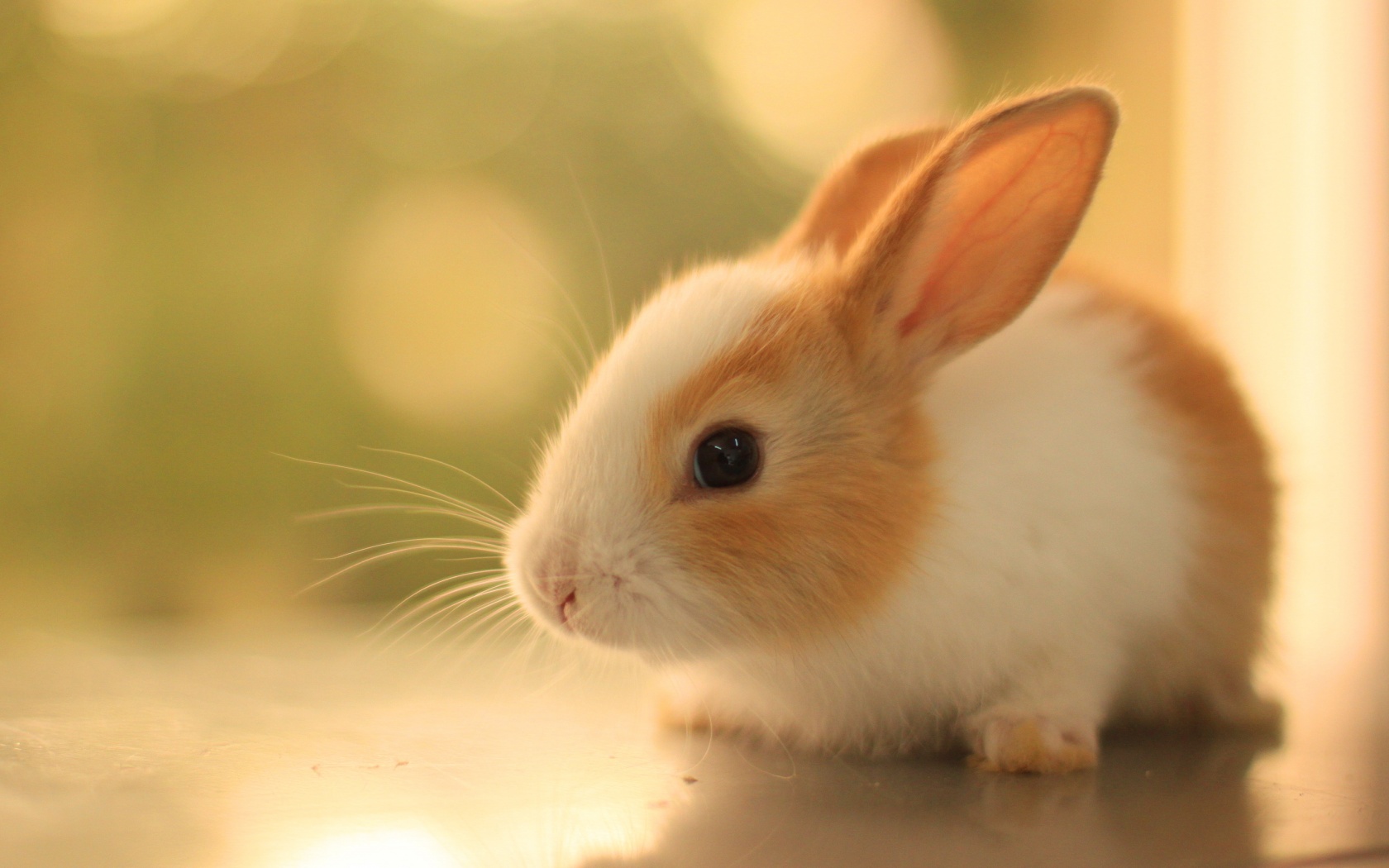 bunny, Rabbit, Cute Wallpaper