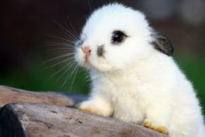 bunny, Rabbit, Cute