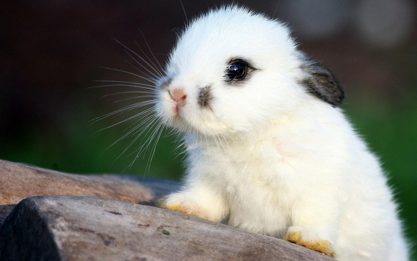 bunny, Rabbit, Cute Wallpaper