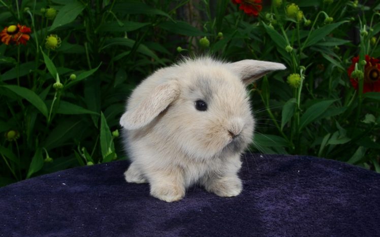bunny, Rabbit, Cute HD Wallpaper Desktop Background