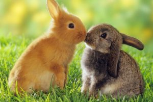bunnies, Cute