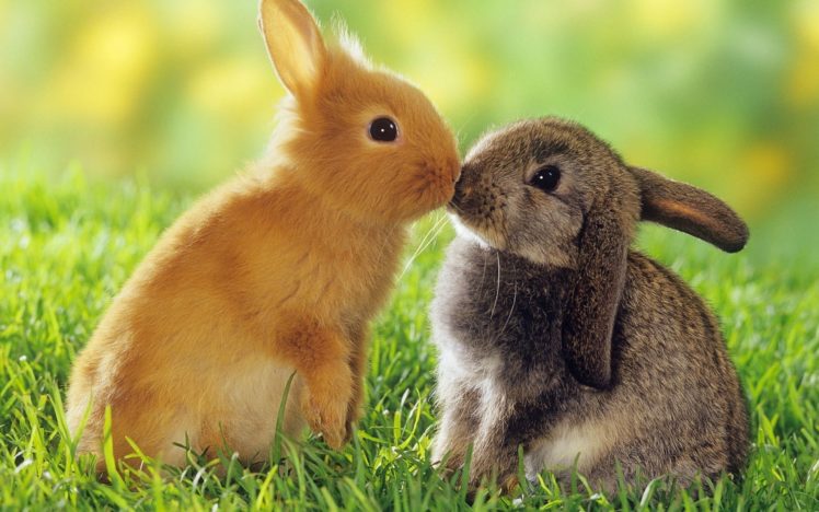 bunnies, Cute HD Wallpaper Desktop Background