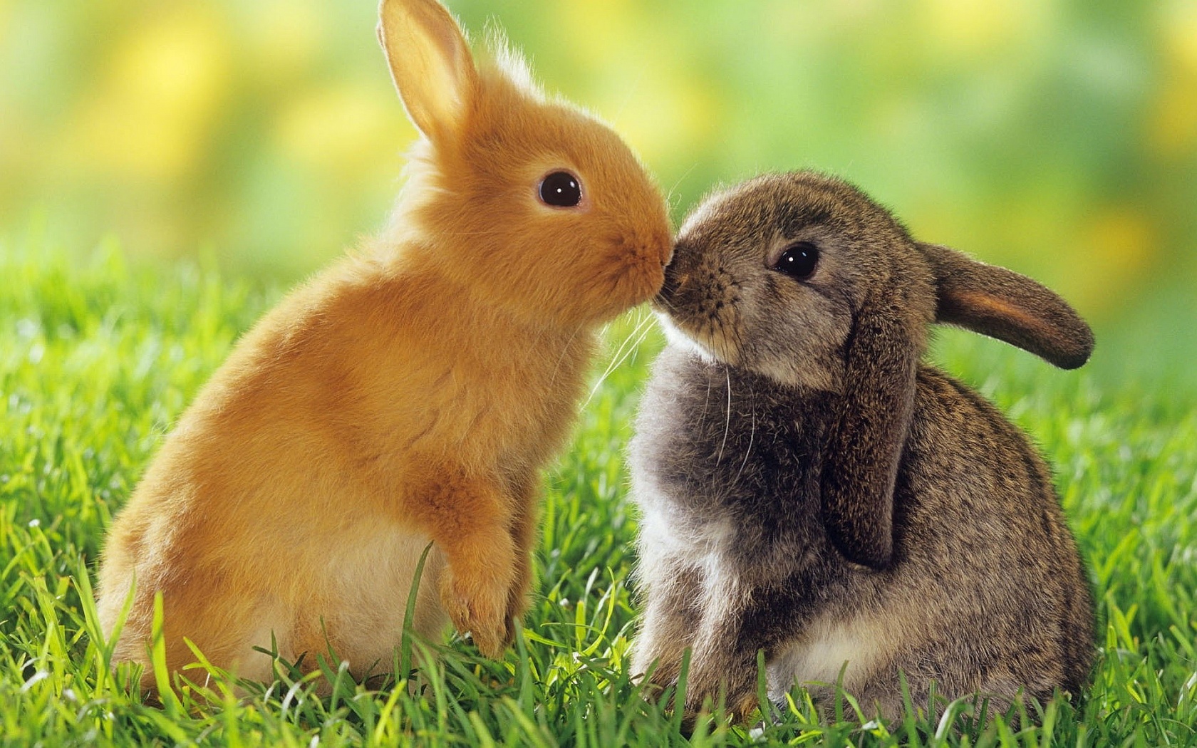 bunnies, Cute Wallpaper