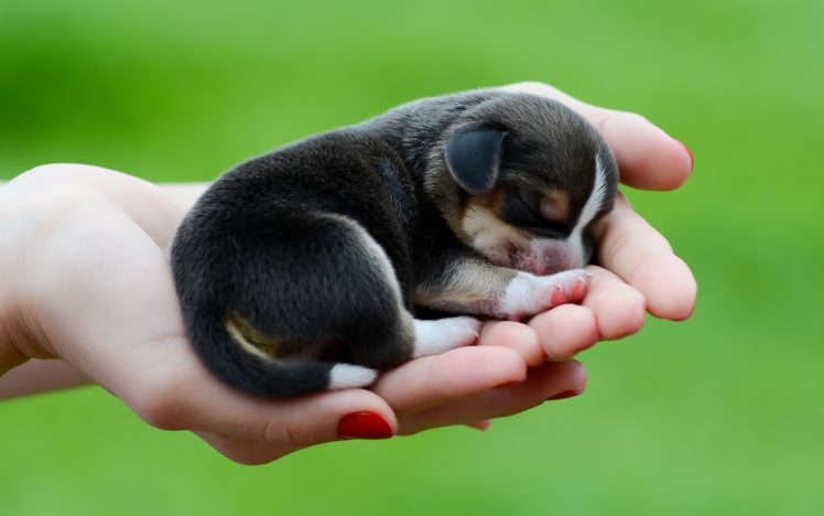 hd wallpapers of cute puppies