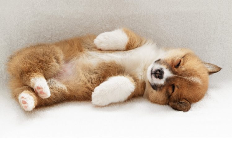 cute, Puppy HD Wallpaper Desktop Background