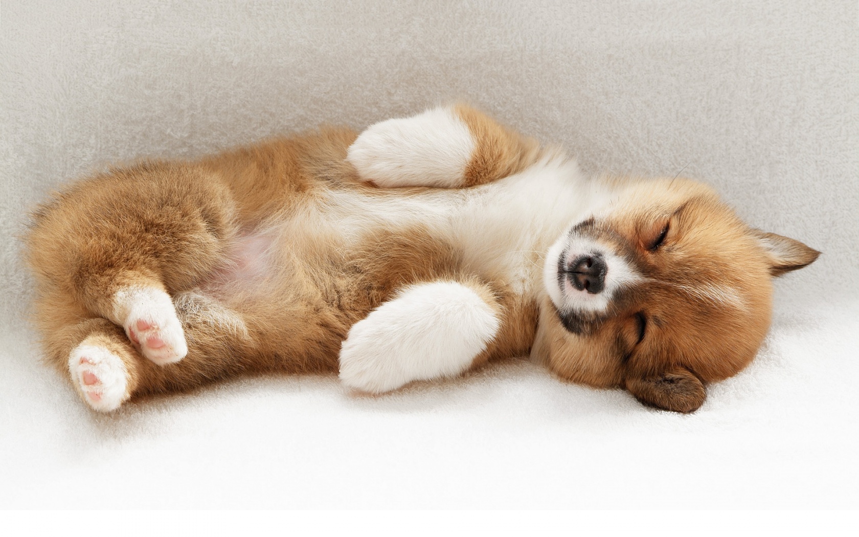 cute, Puppy Wallpapers HD / Desktop and Mobile Backgrounds