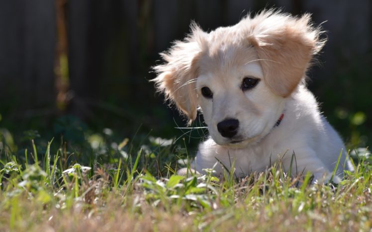 cute, Puppy HD Wallpaper Desktop Background