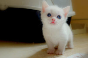 cute, White, Kitten