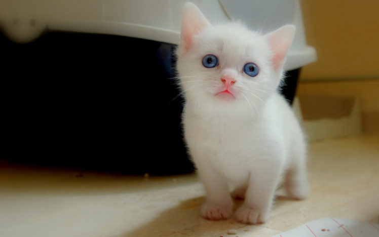 cute, White, Kitten HD Wallpaper Desktop Background