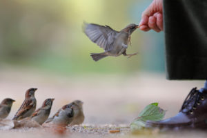 feeding, The, Sparrows