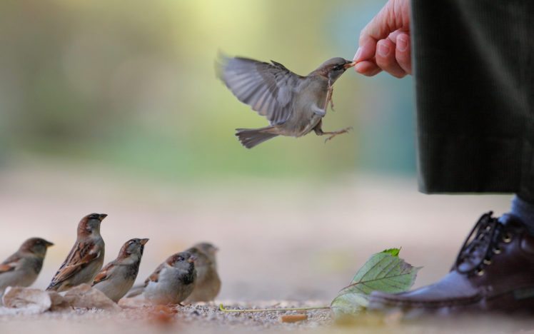 feeding, The, Sparrows HD Wallpaper Desktop Background