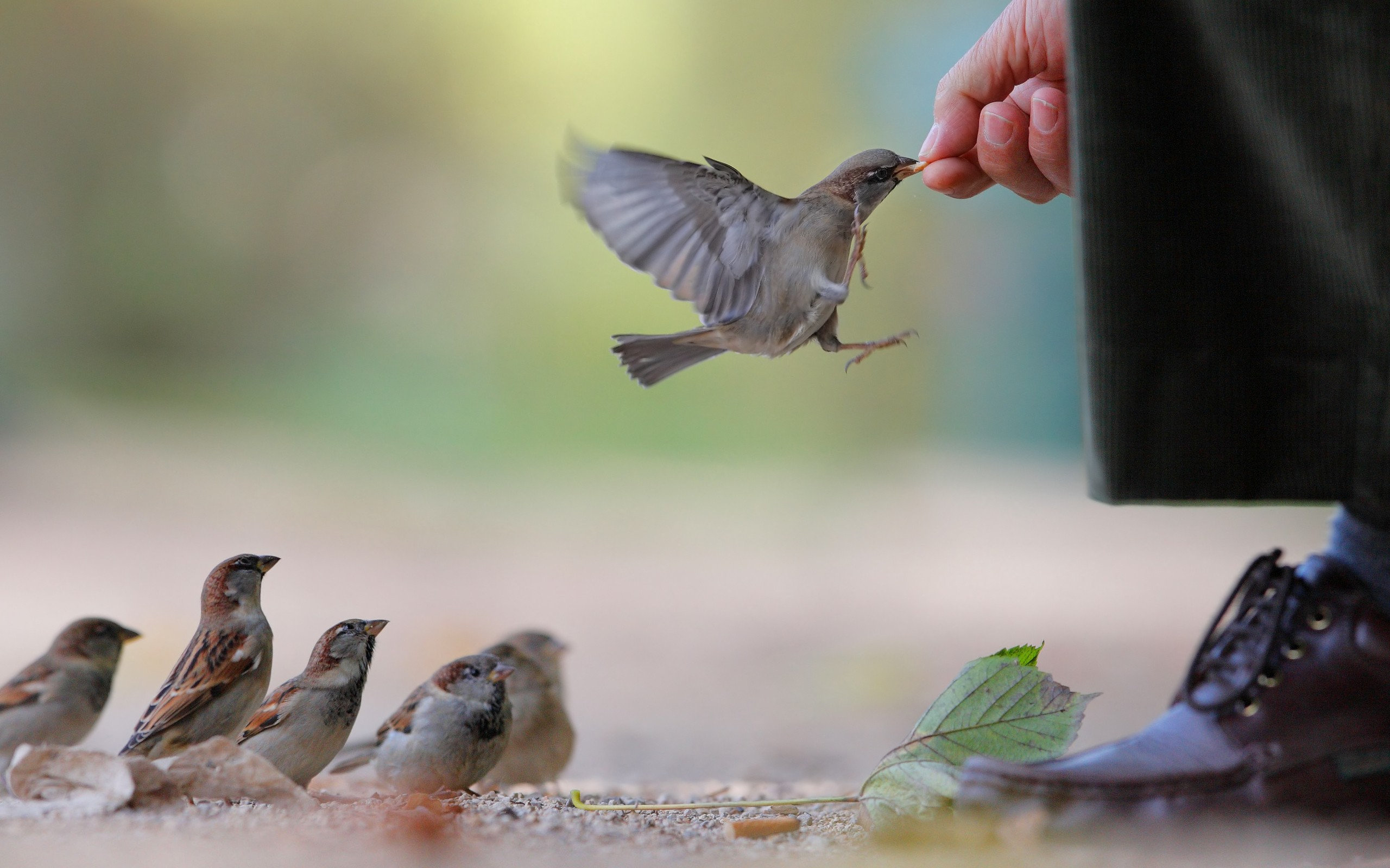 feeding, The, Sparrows Wallpaper