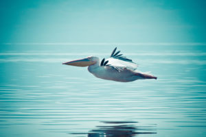 pelican, Flying, On, Water